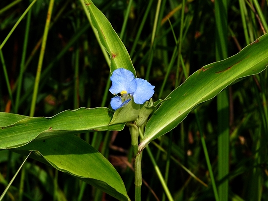 {Commelina virginica}